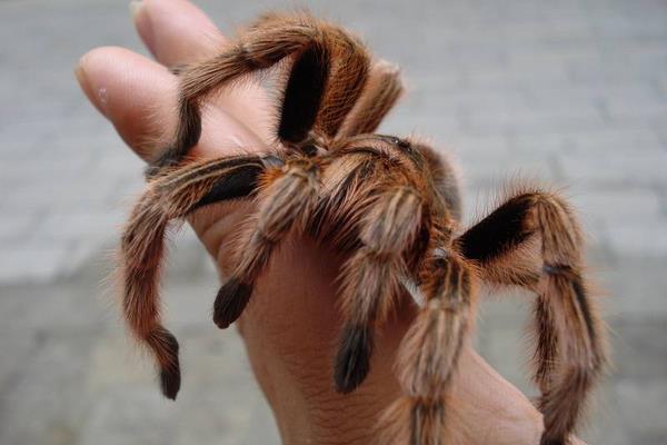 火玫瑰蜘蛛市場價格多少錢一只 紅玫瑰蜘蛛有毒嗎