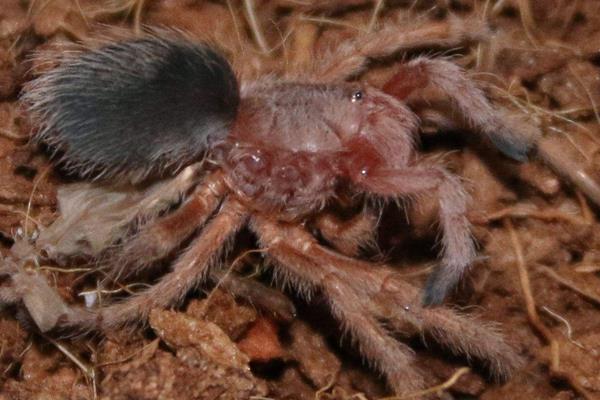 火玫瑰蜘蛛市場價格多少錢一只 紅玫瑰蜘蛛有毒嗎