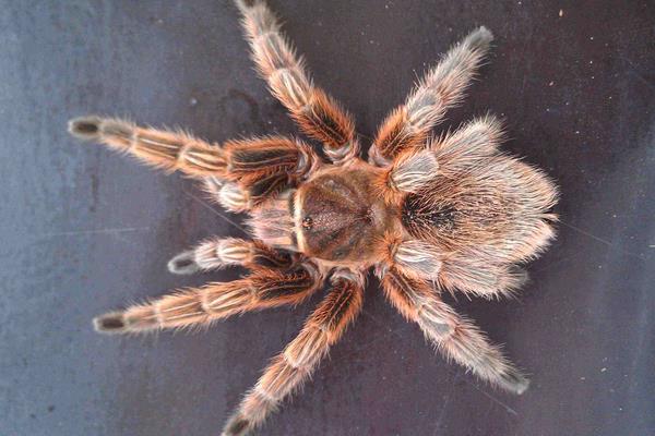 火玫瑰蜘蛛市場價格多少錢一只 紅玫瑰蜘蛛有毒嗎