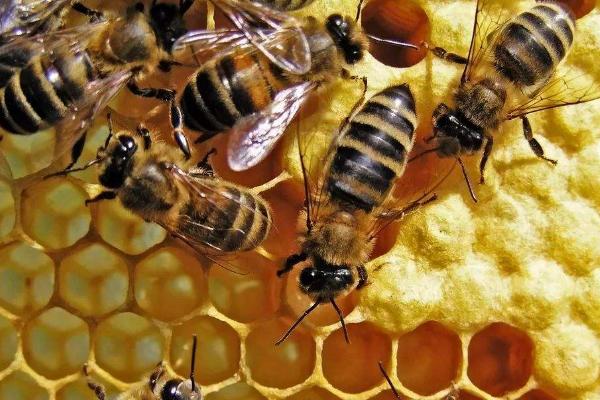 中蜂度夏為什么要緊脾 中蜂白頭蛹怎么治療