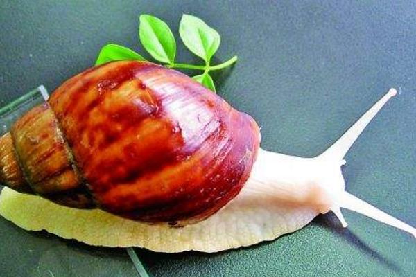 白玉蝸牛市場價格多少錢一斤 夏季該怎樣養殖好白玉蝸牛
