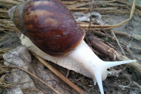 白玉蝸牛有毒嗎 白玉蝸牛能長多大