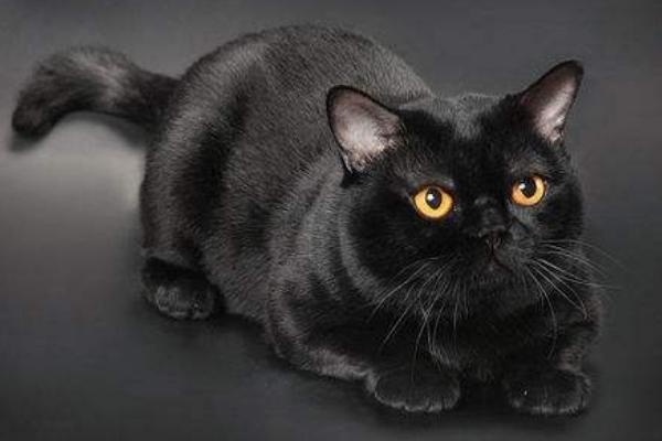 孟買貓市場價格多少錢一只 孟買貓會抓老鼠嗎