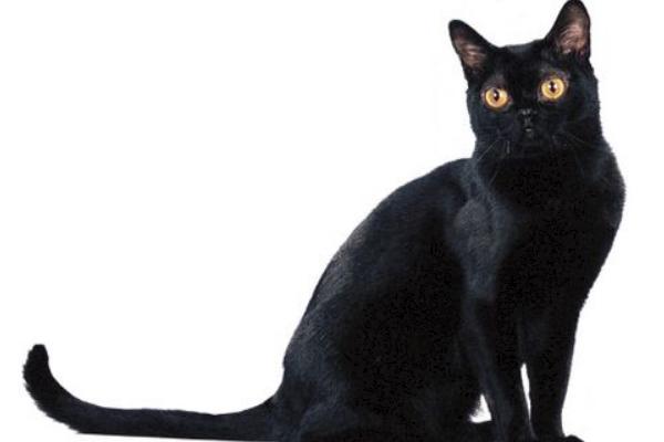 孟買貓市場價格多少錢一只 孟買貓會抓老鼠嗎