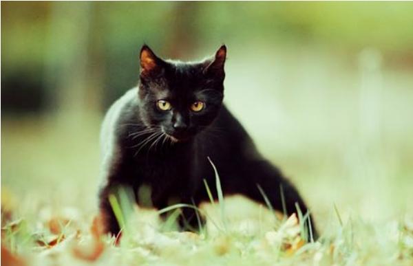 孟買貓市場價格多少錢一只 孟買貓會抓老鼠嗎