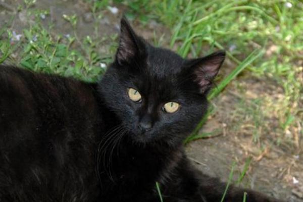 孟買貓市場價格多少錢一只 孟買貓會抓老鼠嗎