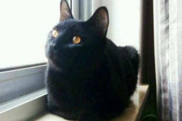 孟買貓市場價格多少錢一只 孟買貓會抓老鼠嗎