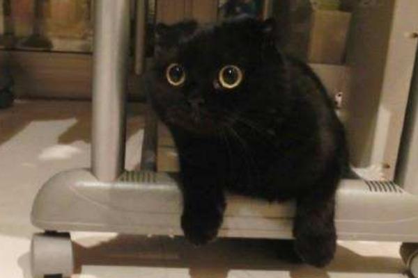 孟買貓和黑貓的區別是什么 孟買貓可以與其它貓一起養嗎