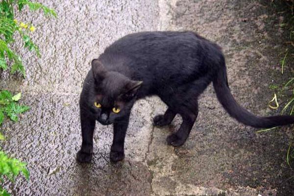 孟買貓和黑貓的區別是什么 孟買貓可以與其它貓一起養嗎