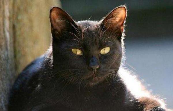 孟買貓和黑貓的區別是什么 孟買貓可以與其它貓一起養嗎
