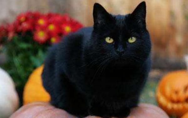 孟買貓和黑貓的區別是什么 孟買貓可以與其它貓一起養嗎