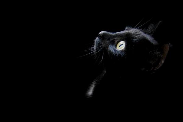 夢見黑貓是什么意思 女人夢到黑貓撲向自己有什么預(yù)兆