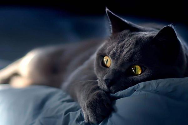 黑貓在風水上代表什么 什么人不適合養黑貓