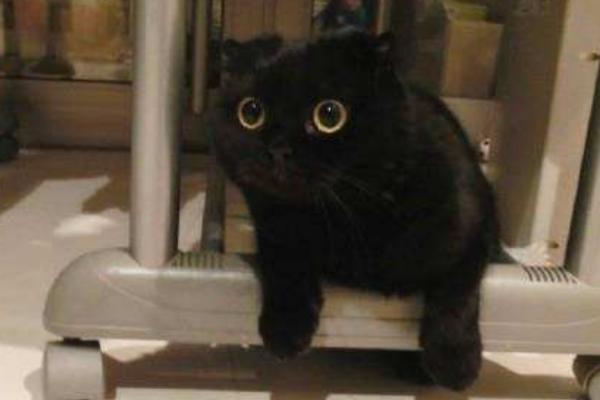 黑貓在風水上代表什么 什么人不適合養黑貓