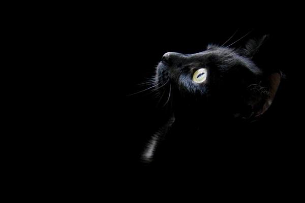 黑貓在風水上代表什么 什么人不適合養黑貓