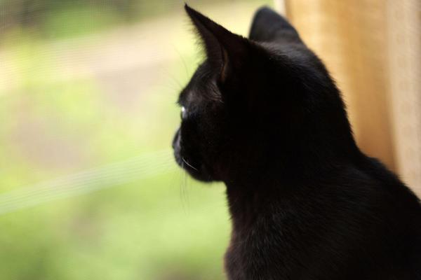 黑貓在風水上代表什么 什么人不適合養黑貓