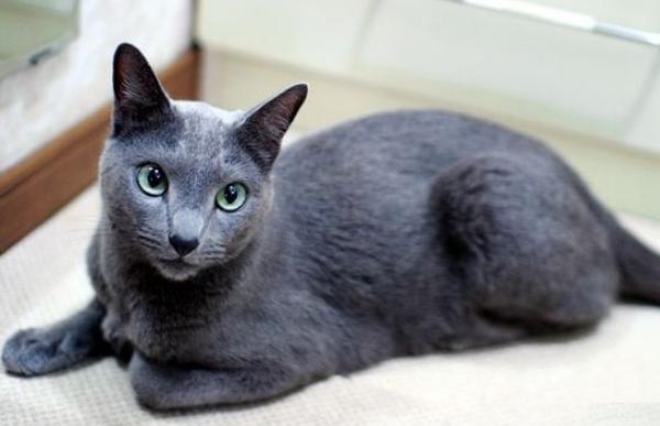 俄羅斯藍貓市場價格多少錢一只 俄羅斯藍貓和英國藍貓的區別是什么