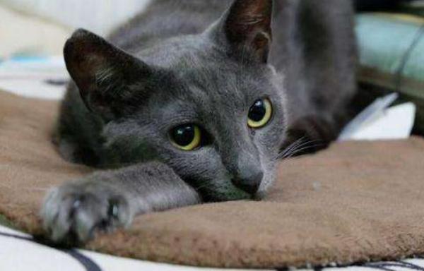 俄羅斯藍貓市場價格多少錢一只 俄羅斯藍貓和英國藍貓的區別是什么