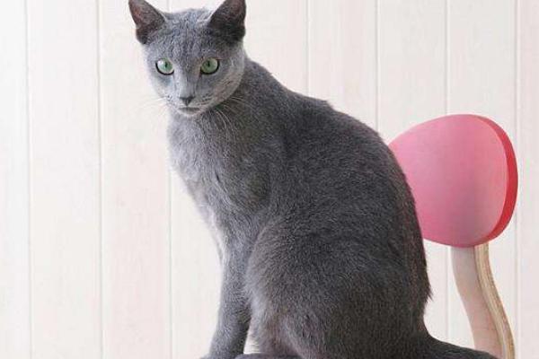 俄羅斯藍貓市場價格多少錢一只 俄羅斯藍貓和英國藍貓的區別是什么