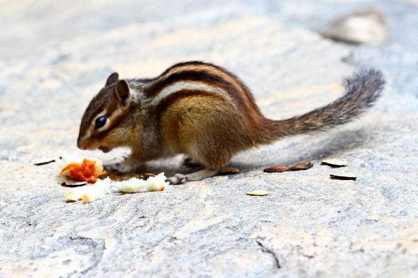 三彩松鼠市場價格多少錢一只 三彩松鼠怎么養(yǎng)