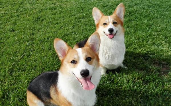 怎么看柯基犬純不純種 柯基犬什么顏色最好