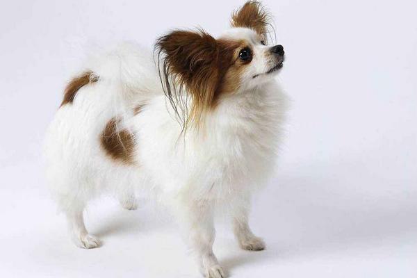 蝴蝶犬為什么養的人少 蝴蝶犬為什么那么兇