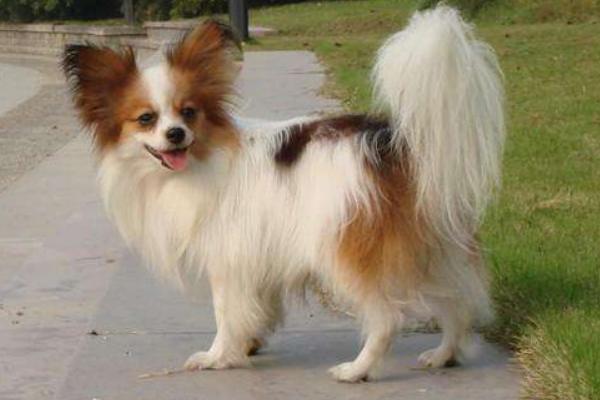 蝴蝶犬為什么養的人少 蝴蝶犬為什么那么兇