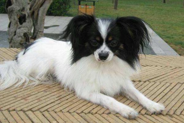 蝴蝶犬為什么養的人少 蝴蝶犬為什么那么兇