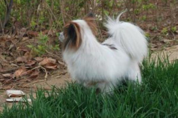 蝴蝶犬為什么養的人少 蝴蝶犬為什么那么兇