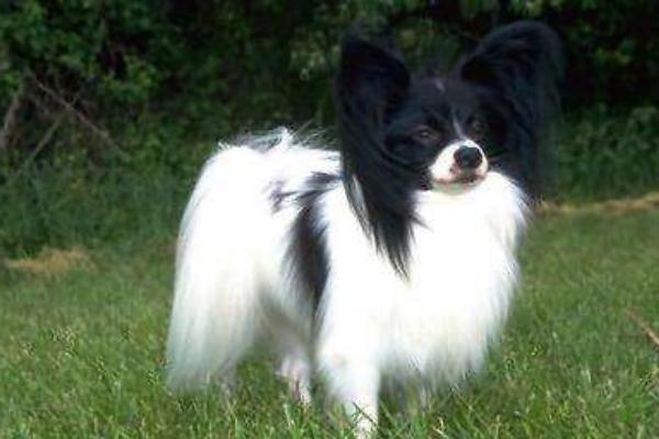 蝴蝶犬為什么養的人少 蝴蝶犬為什么那么兇