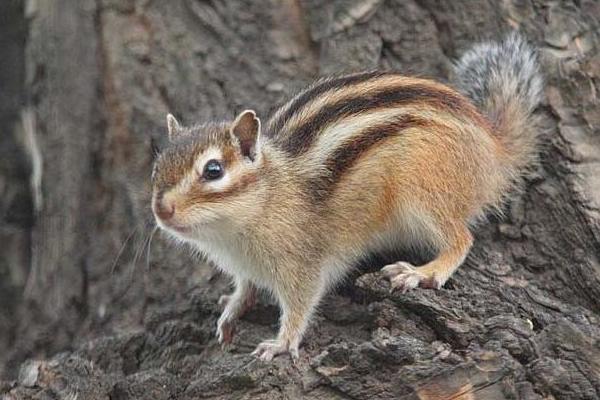 三彩松鼠市場價格多少錢一只 三彩松鼠怎么養(yǎng)