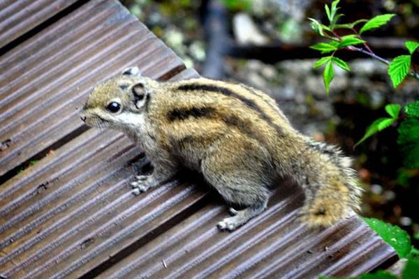 三彩松鼠市場價格多少錢一只 三彩松鼠怎么養(yǎng)