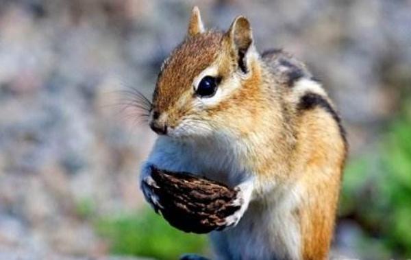 三彩松鼠市場價格多少錢一只 三彩松鼠怎么養(yǎng)