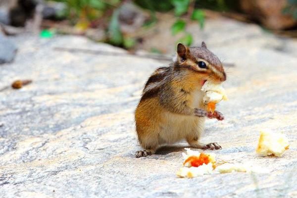 三彩松鼠市場價格多少錢一只 三彩松鼠怎么養(yǎng)