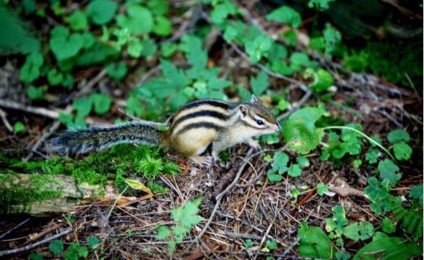 三彩松鼠市場價格多少錢一只 三彩松鼠怎么養(yǎng)