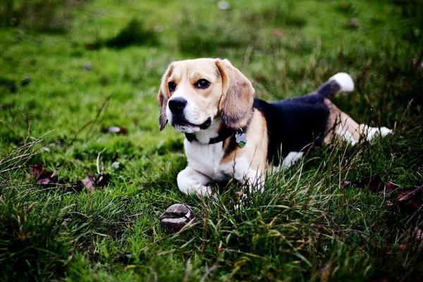 城市禁養(yǎng)犬種有哪些 不咬人的狗有什么品種