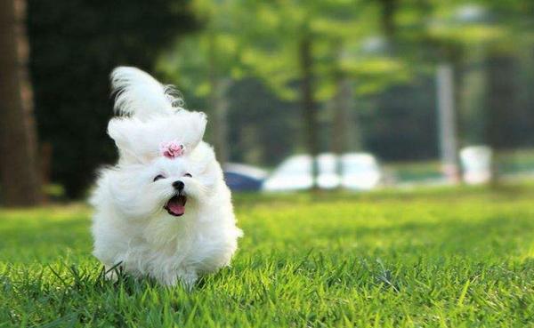 狗身上長癬怎么治 狗身上有蜱蟲怎么辦