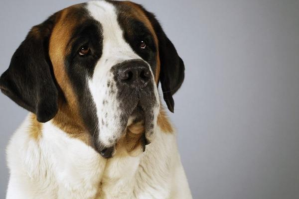 圣伯納犬市場價格多少錢一只 圣伯納犬的缺點是什么