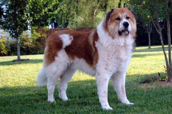 高加索犬好養嗎 高加索犬能長多大多高