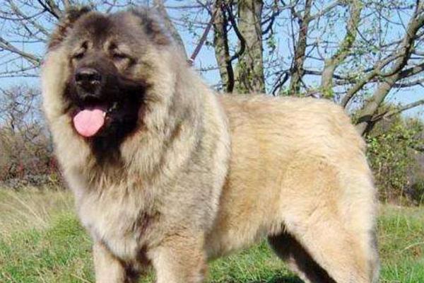 高加索犬好養嗎 高加索犬能長多大多高