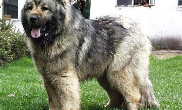 高加索犬好養嗎 高加索犬能長多大多高