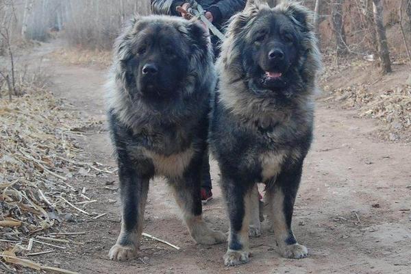 高加索犬好養嗎 高加索犬能長多大多高