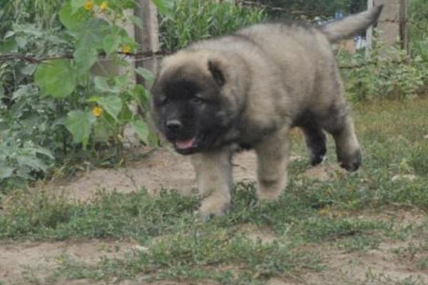 高加索犬好養嗎 高加索犬能長多大多高