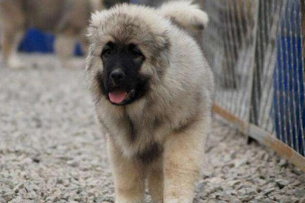 高加索犬好養嗎 高加索犬能長多大多高