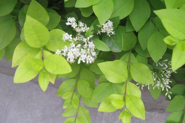 金葉女貞小苗市場價(jià)格多少錢一棵 金葉女貞的花期是什么時(shí)候