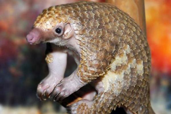 中華穿山甲還有多少只 中華穿山甲滅絕了嗎