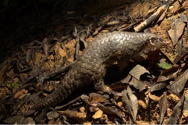 中華穿山甲還有多少只 中華穿山甲滅絕了嗎