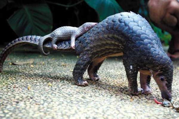 中華穿山甲還有多少只 中華穿山甲滅絕了嗎