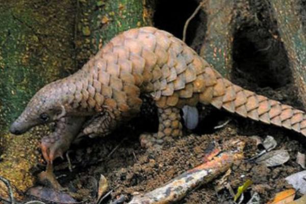 中華穿山甲還有多少只 中華穿山甲滅絕了嗎