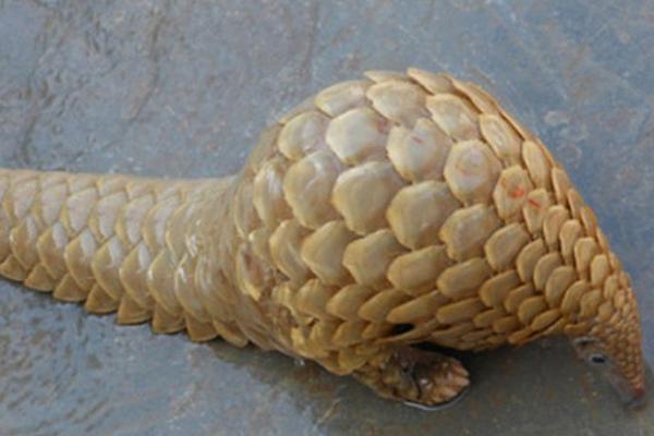 中華穿山甲還有多少只 中華穿山甲滅絕了嗎